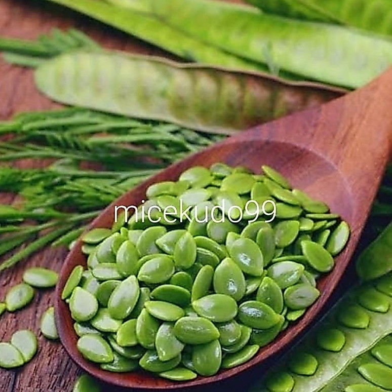 PETAI CINA SEGAR LAMTORO RIVER TAMARIND FRESH MLANDING PETE