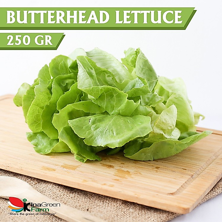 Inagreen Farm Bandung Sayur Butterhead lettuce Organik 250 Gram