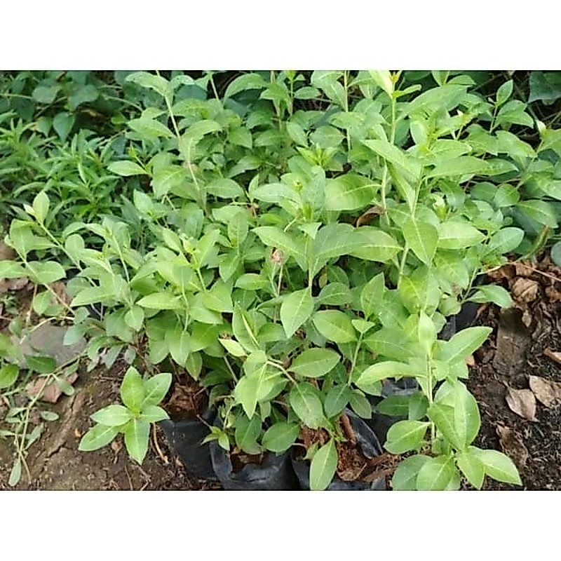 Daun Pacar Kuku Tanaman Pacar Kuku Pacar Arab