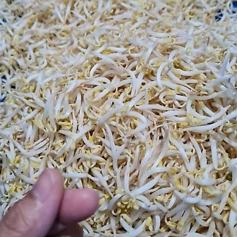 tauge kecil berat 500grm