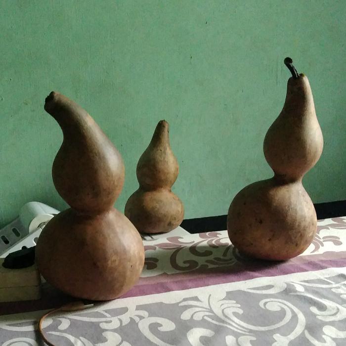 labu botol cina     Berkualitas