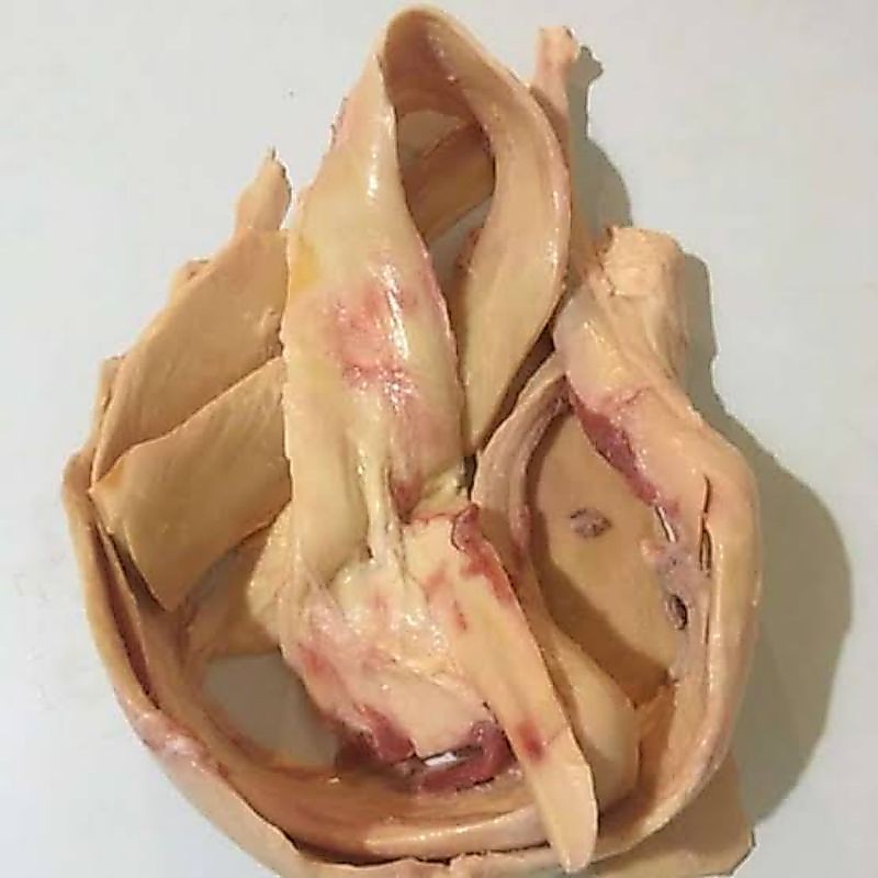 Urat Sapi/Urat Mayang/Tendon Sapi