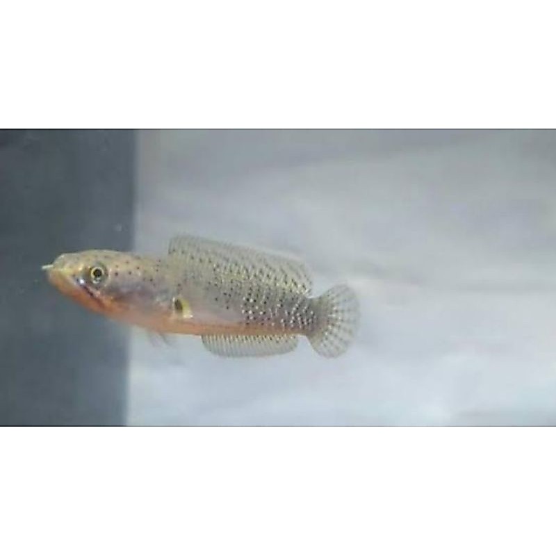 KARDUS ISI CHANA PULCRA BEBY 3 CM