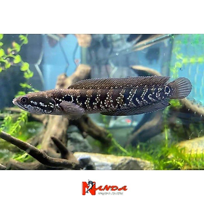 Hiasan Promo Chana Asiatica ws 7/8cm Berkualitas Bagus Dan Pilihan