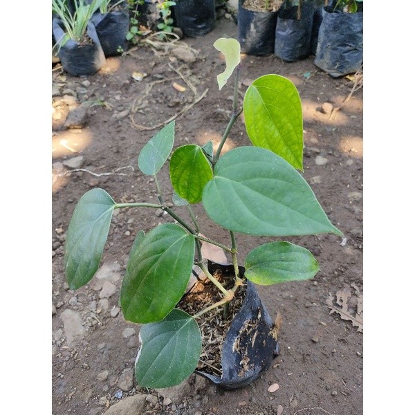 Bibit Tanaman Lada Hitam Lada Rambat siap tanam