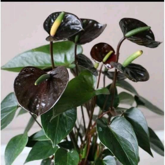 TANAMAN HIAS ANTHURIUM MICKEY MOUSE BUNGA HITAM - MICKEY MOUSE BLACK FLOWER - PROMO TANAMAN HIAS