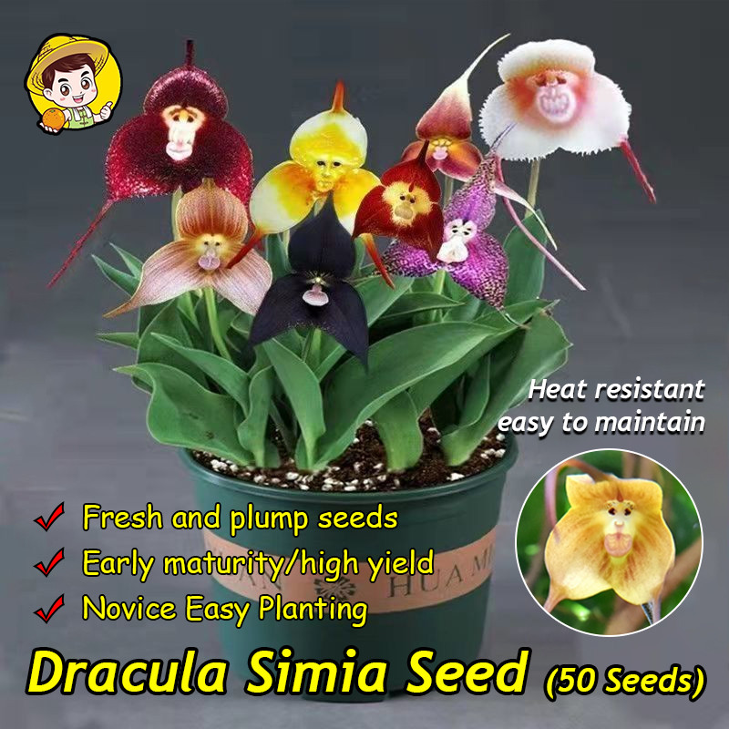 (High Germination,50pcs) Fresh Mixed Color Dracula Simia Seeds Rare Monkey Face Orchid Flower Seeds 