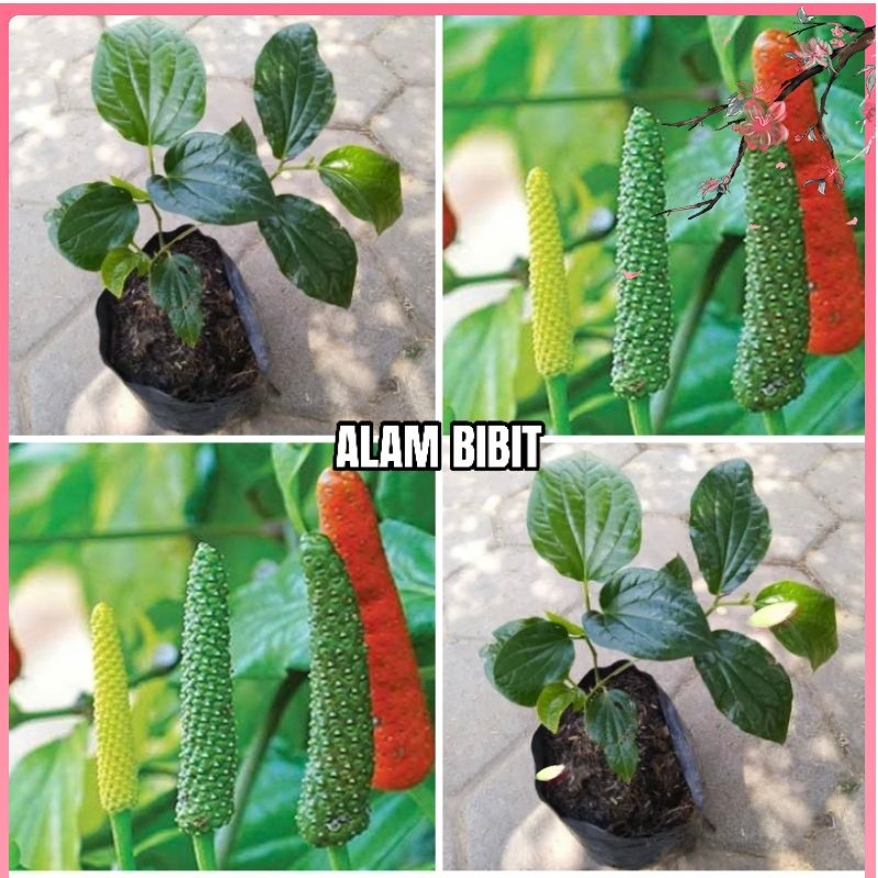 TERLARIS BIBIT CABE JAWA KEBUN UNTUK HERBAL TINGGI 40-50cm(beli 5 gratis 1) BISA COD/BAYAR DITEMPAT