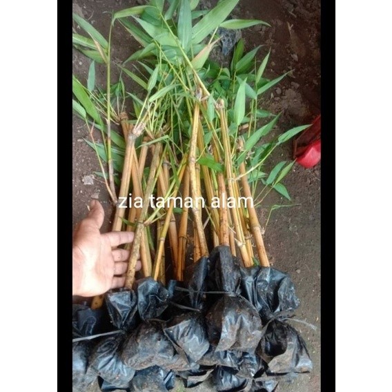pohon bambu kuning ampel bambu kuning asli