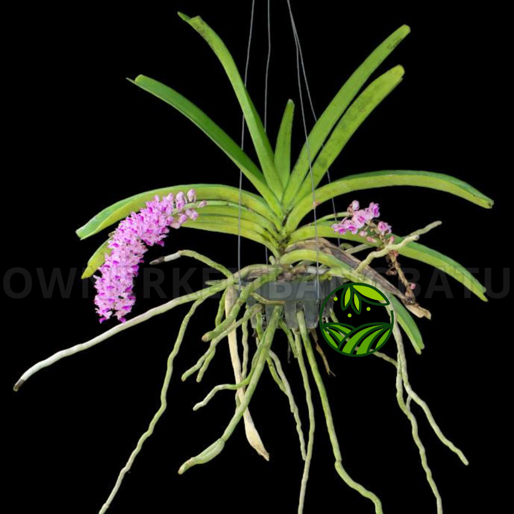 Anggrek Retusa Rhynchostylis Retusa / Ekor Tupai - Dewasa Siap Berbunga