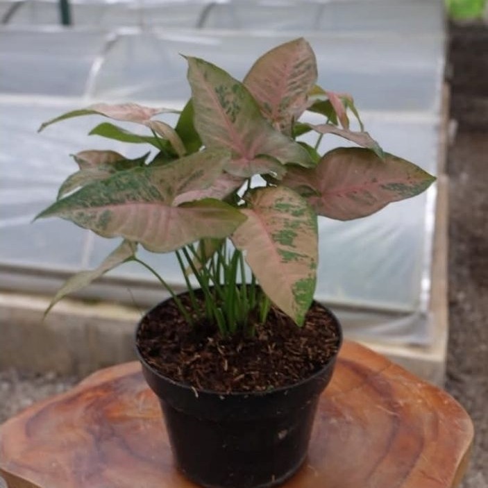 Pink Flecked Syngonium