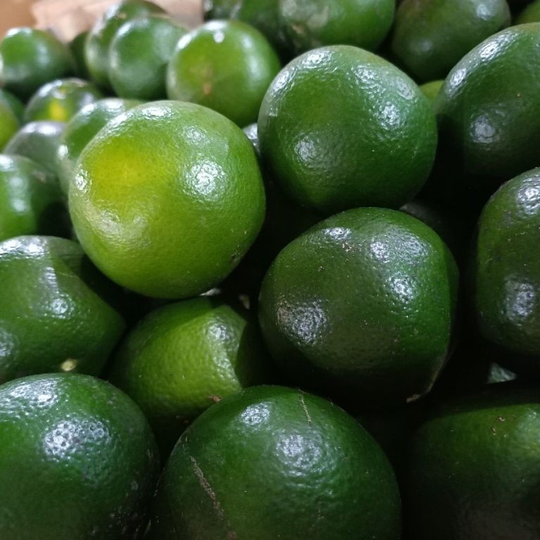 jeruk peras jember jeruk jus 1kg