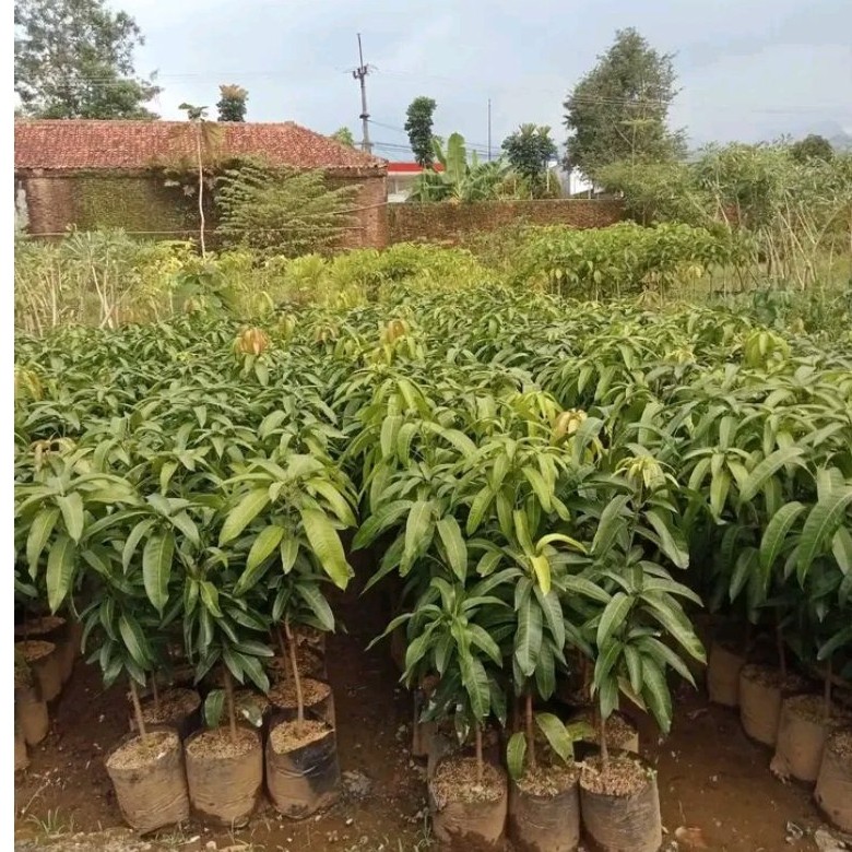 Bibit mangga kiyojay