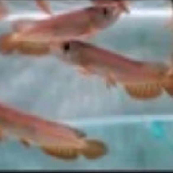 ARWANA GOLDEN RED -+10CM PER EKOR LENGKAP SERTIFIKAT