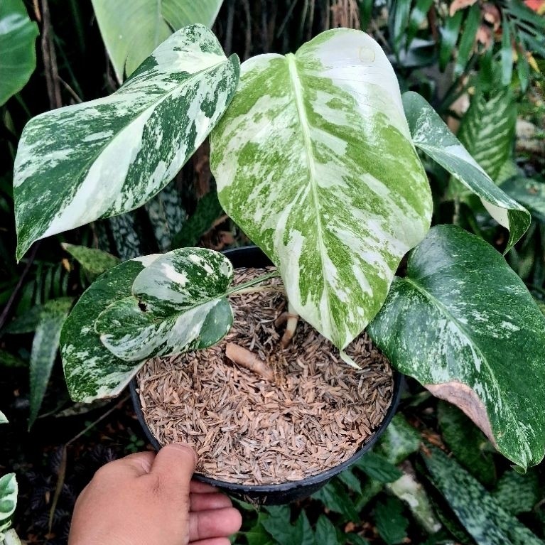 Monstera variegata white tiger