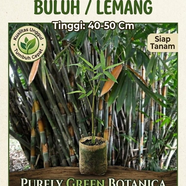 Bibit Bambu Talang / Bambu Lemang / Bambu Buluh