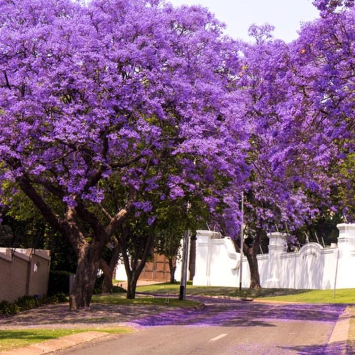 1 Biji Benih Bibit Tanaman Bunga Jacaranda Ungu Jacaranda Mimosifolia Tree
