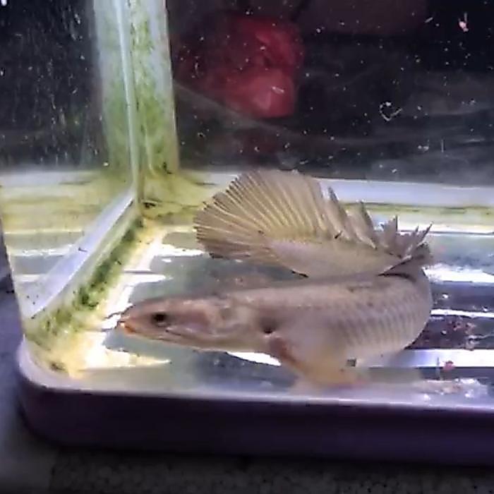 Palmas Senegalus Golden Slayer size indukan