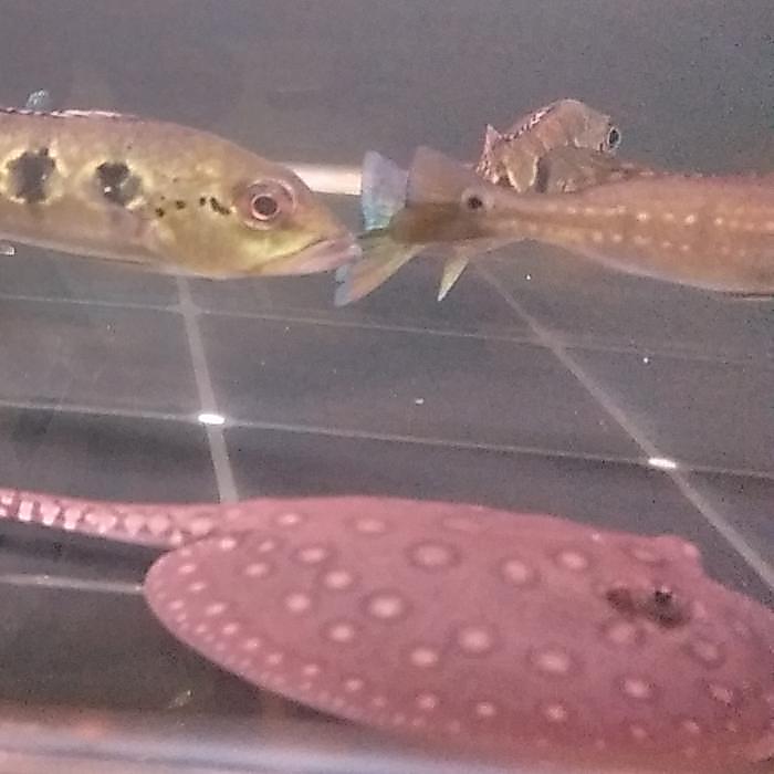Hiasan Aquarium Pari Motoro Air Tawar / Pari Motoro Baby