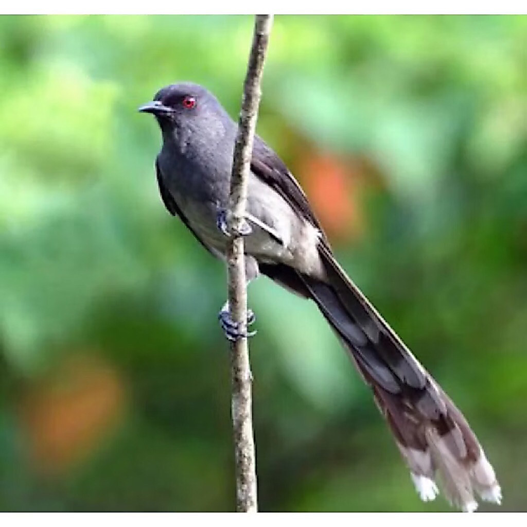 Burung Murai Air Mancur