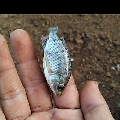 Bibit Ikan Mujair Hitam Ukuran 1 Jari