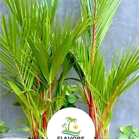 ( BISA COD ) PROMO TANAMAN HIAS PALEM MERAH ASLI / pohon palem merah asli