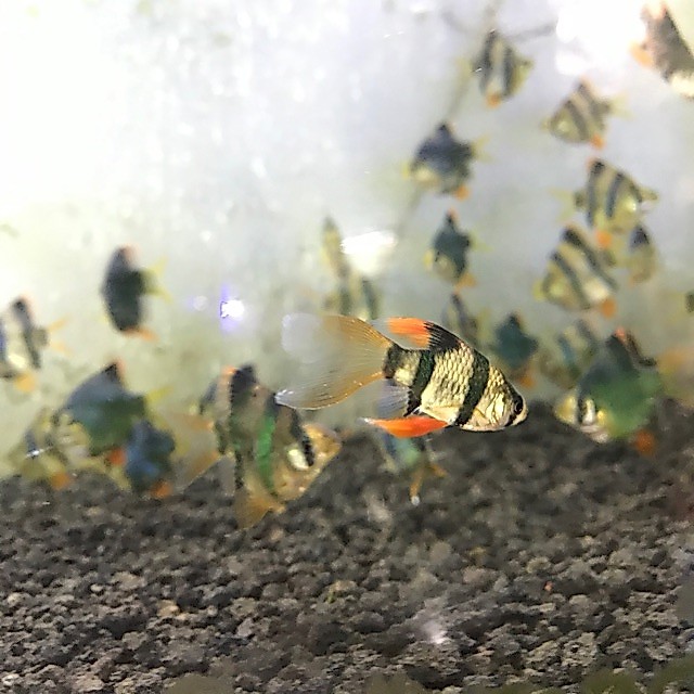 IKAN SUMATRA SLAYER