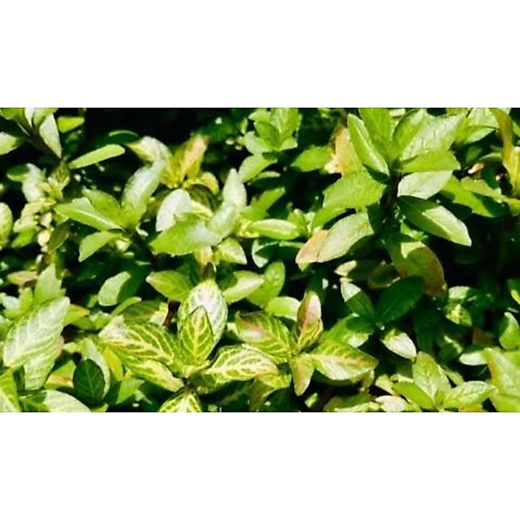 Hygrophila polisperma sunset aquascape