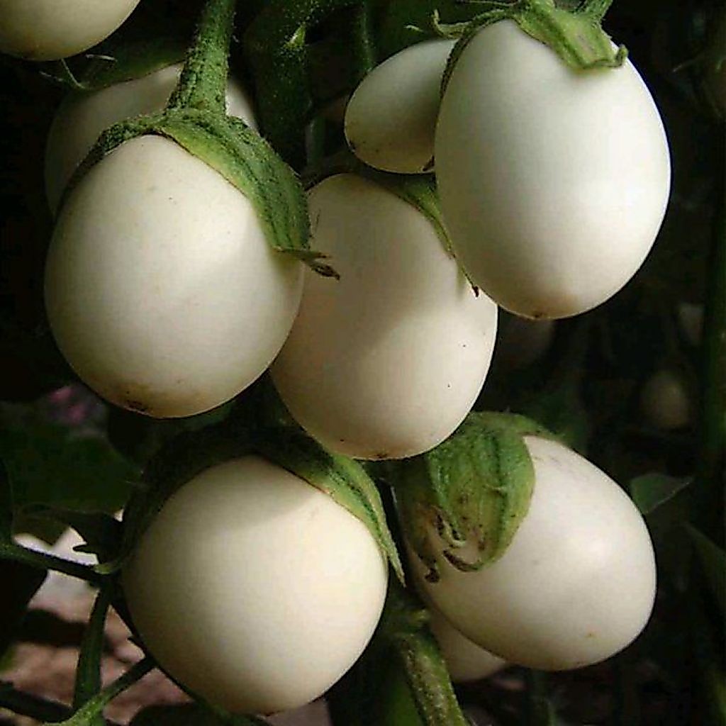 BENIH/BIJI TERONG TELUR PUTIH (10 BUTIR)
