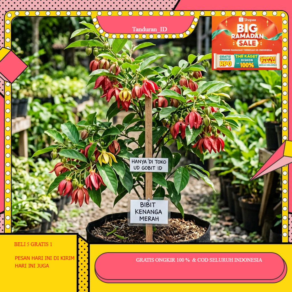 Bibit Tanaman Kenanga Merah Terbaru Cepat Berbunga Terlaris Bibit ALAM_BIBIT