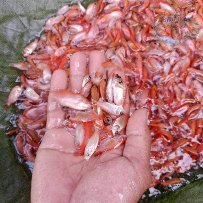 bibit / benih ikan nila merah 1  jari per 50 ekor ( bibit ikan nila hidup )( khusus jasa kirim insta