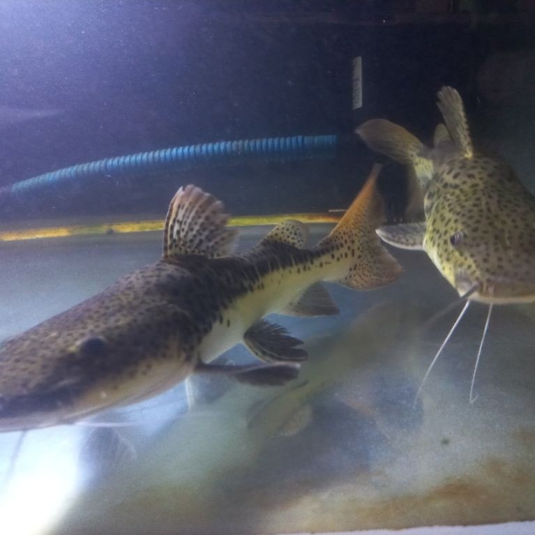 LEOPARD CATFISH 20CM HIDUP