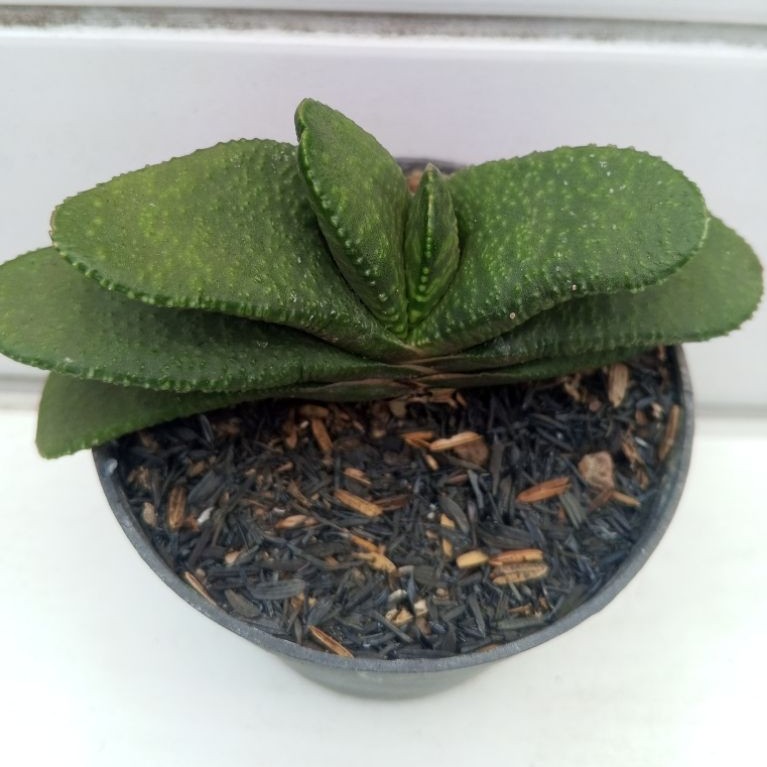 Gasteria armstrongii.