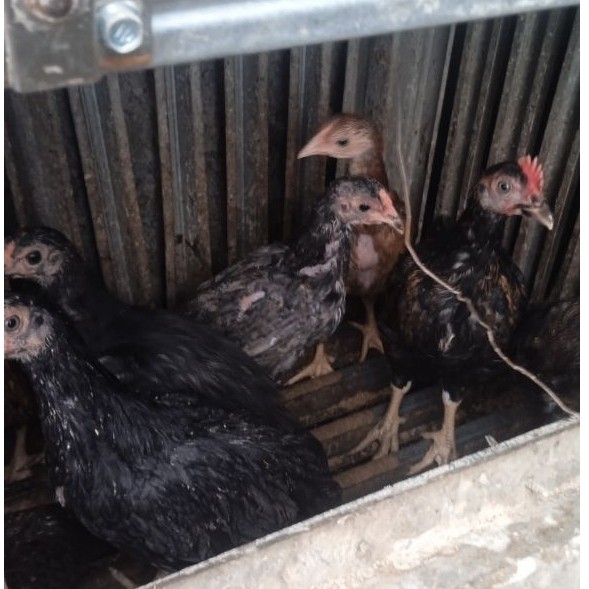 calon indukan ayam kampung kub
