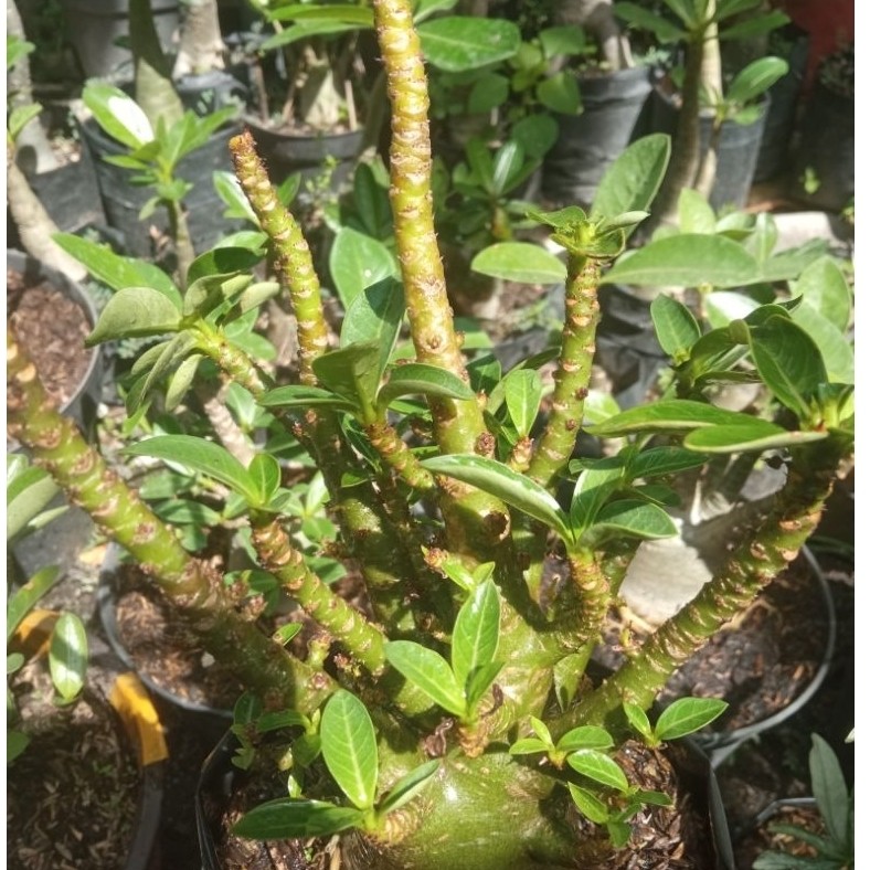 adenium khz nsdd