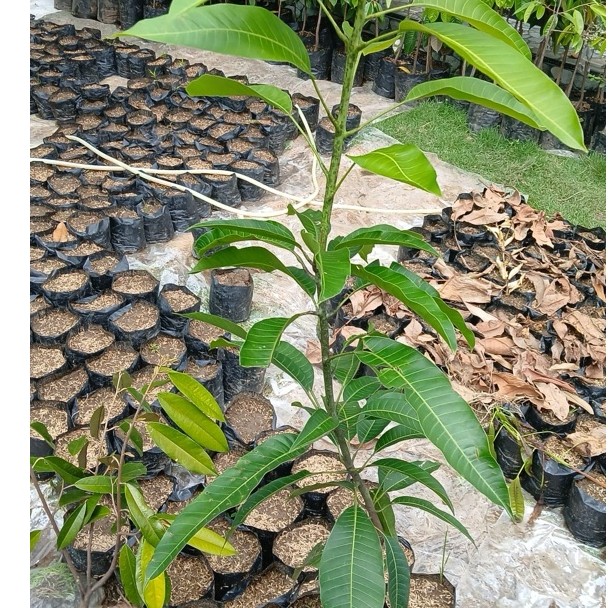 Bibit buah mangga cengkir,(siap tanam & siap berbuah)