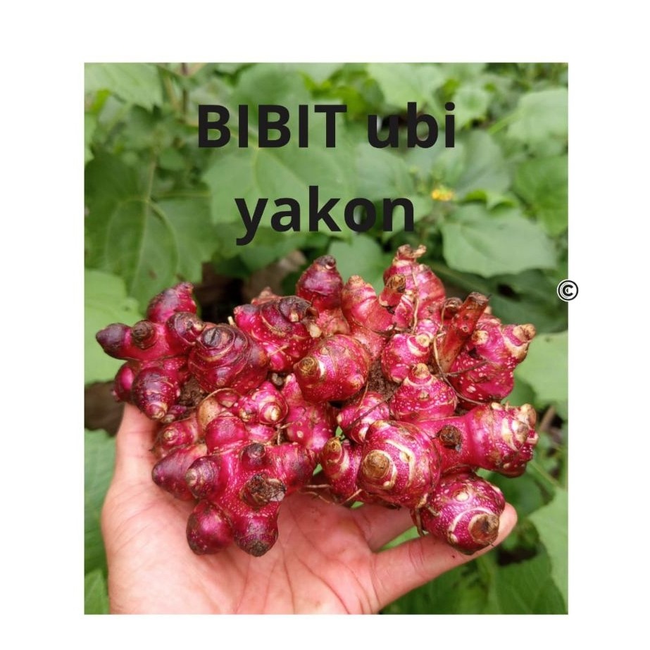 bibit ubi yakon rimpang yakon berkualitas 1kg
