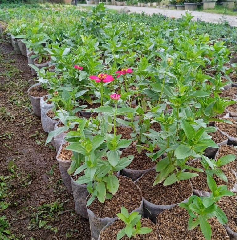 bibit tanaman bunga zinnia