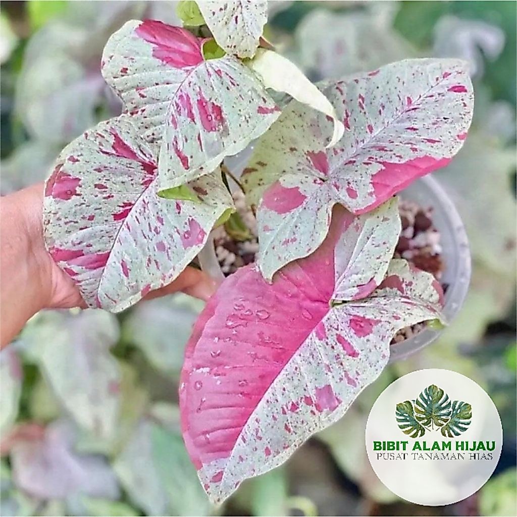 PROMO Syngonium Milk Confetti - Tanaman Hias Syngonium Confetti Termurah