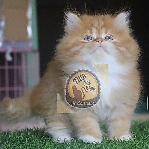 Kucing Persia Munchkin Anggora Ragdol Himalaya Kitten