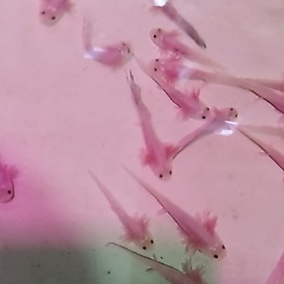 dekorasi aquarium axolot leucistic