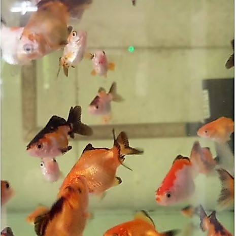 Koki oranda tricolor baby beli 10 gratis 1