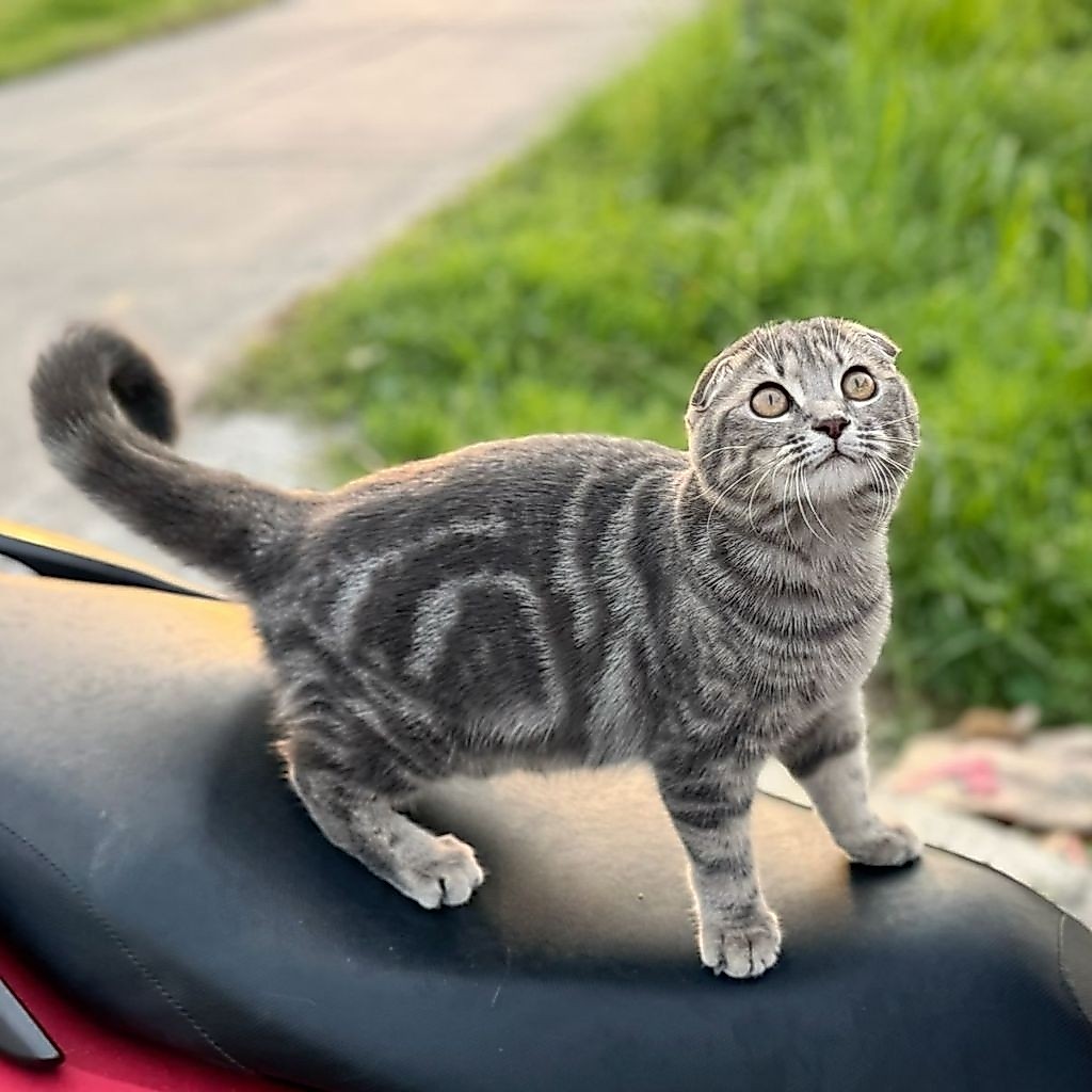 kucing kitten scottish fold taby 5 bulan | scottish fold murah