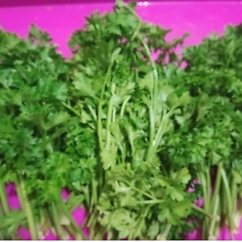 Sayur Peterseli Parseli parsley segar