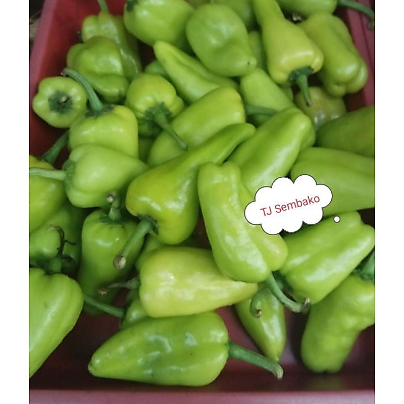 CABE HIJAU BESAR / THAI HIAM CIAU KALIMANTAN