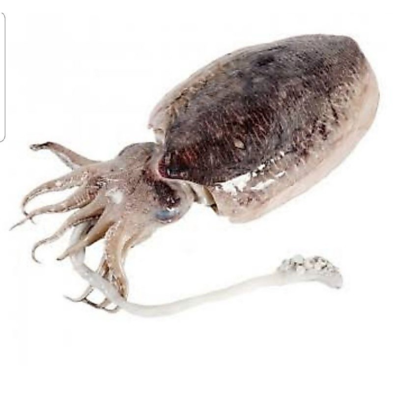 sotong segar