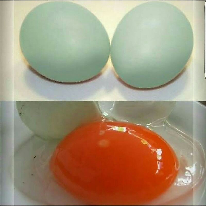 Telur Bebek Omega / Telor Bebek Omega Mentah