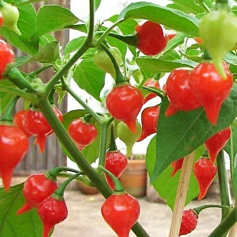 Tanaman Cabe Susu / Pentil Gendot / Cabe Gendot / Cabe Gendol