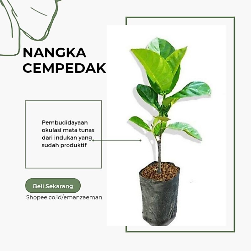Bibit Nangka Cempedak Pohon Nangka Cempedak