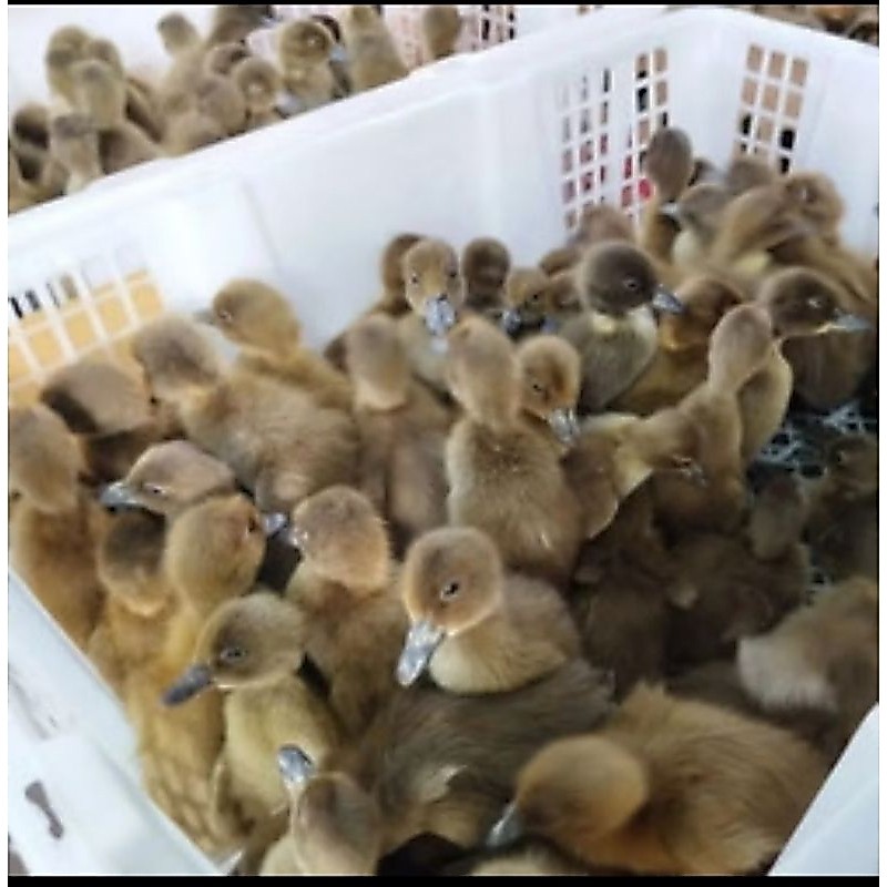 DOD bebek betina bebek petelur belo 15 free 1 ekor